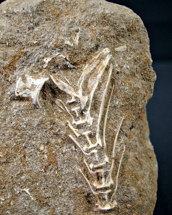 Esqueleto Enchodus lybicus