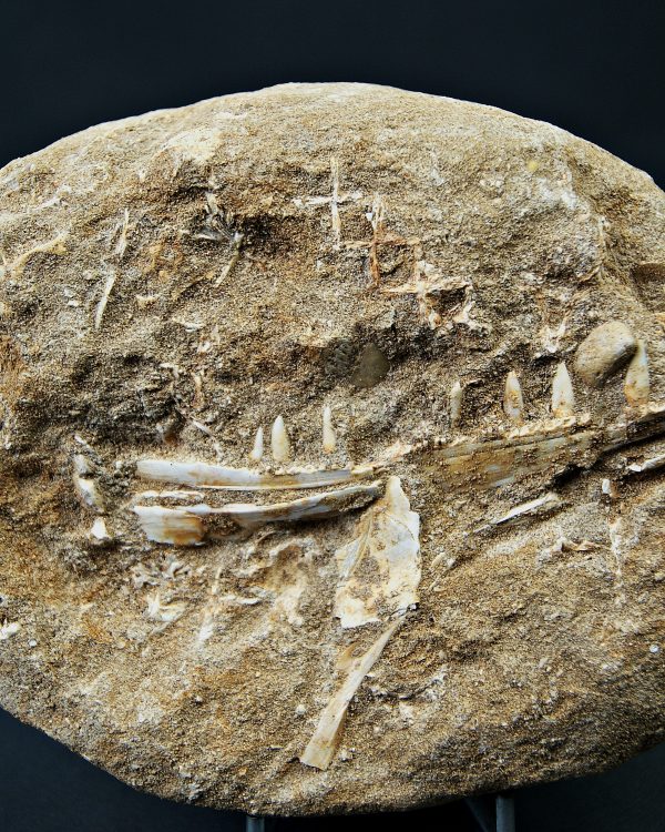 Mandíbula de Enchodus lybicus