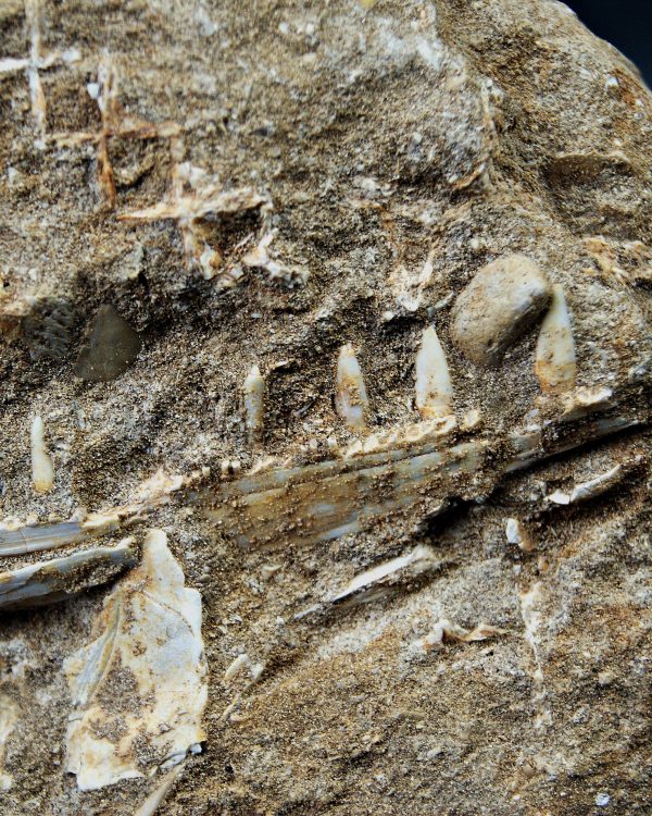 Mandíbula de Enchodus lybicus