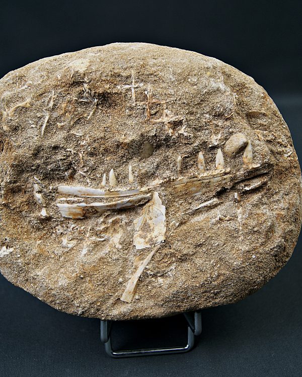 Mandíbula de Enchodus lybicus