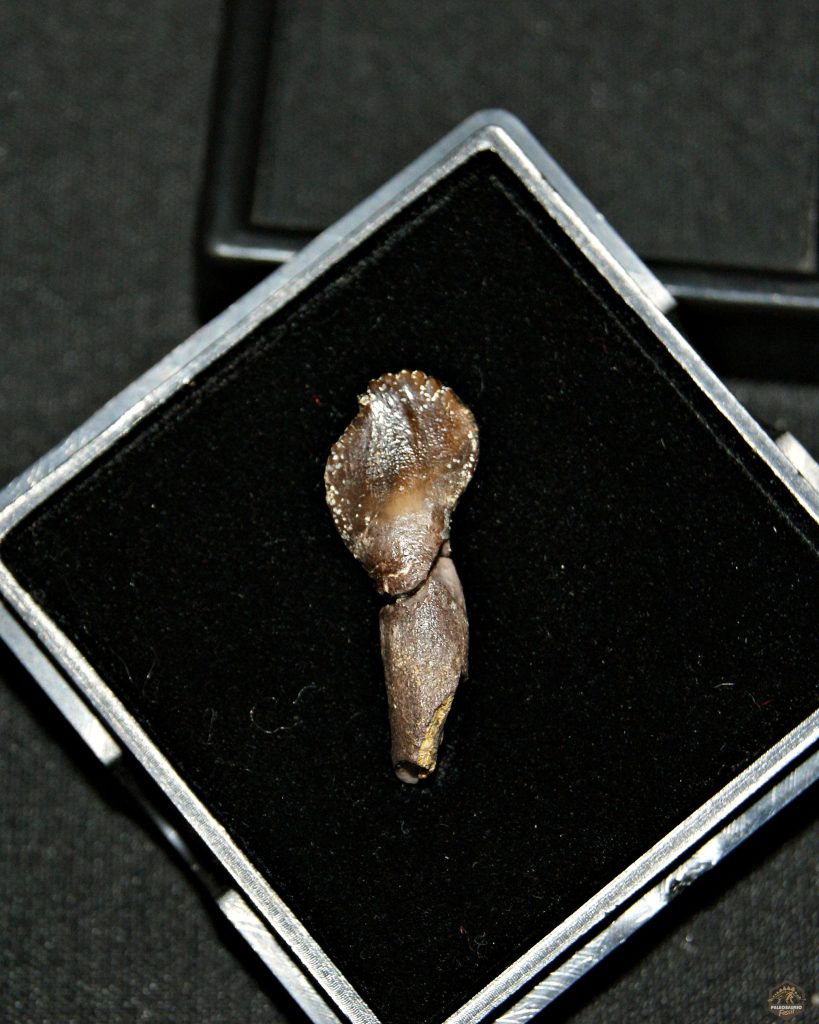 Narindasaurus thevenini