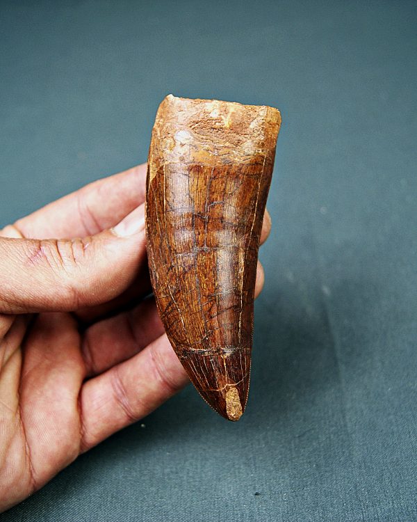 Carcharodontosaurus saharicus