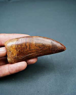 Carcharodontosaurus saharicus