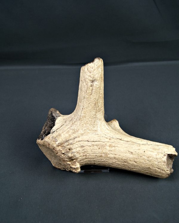 Asta de Megaloceros