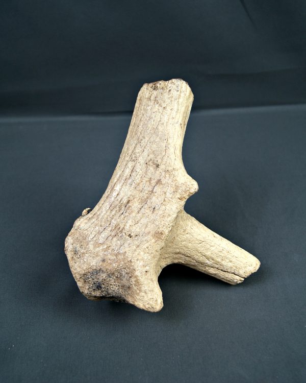Asta de Megaloceros