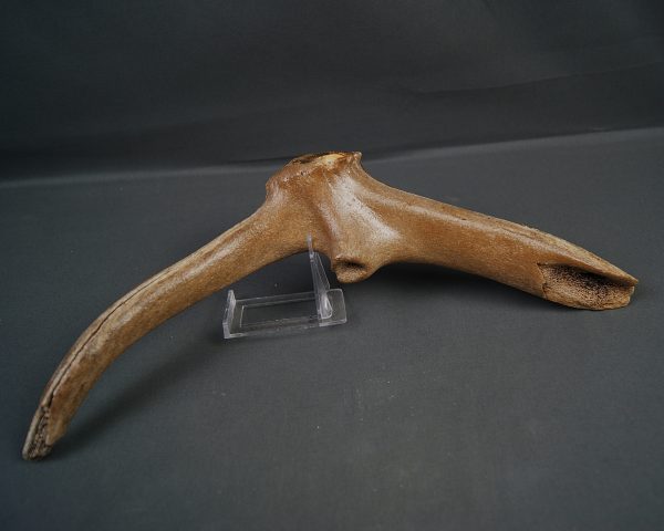 Asta de Megaloceros