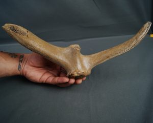 Asta de Megaloceros
