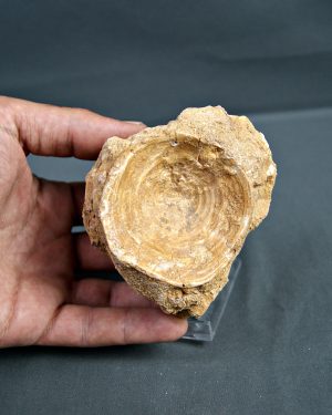 Vértebra de Enchodus libycus