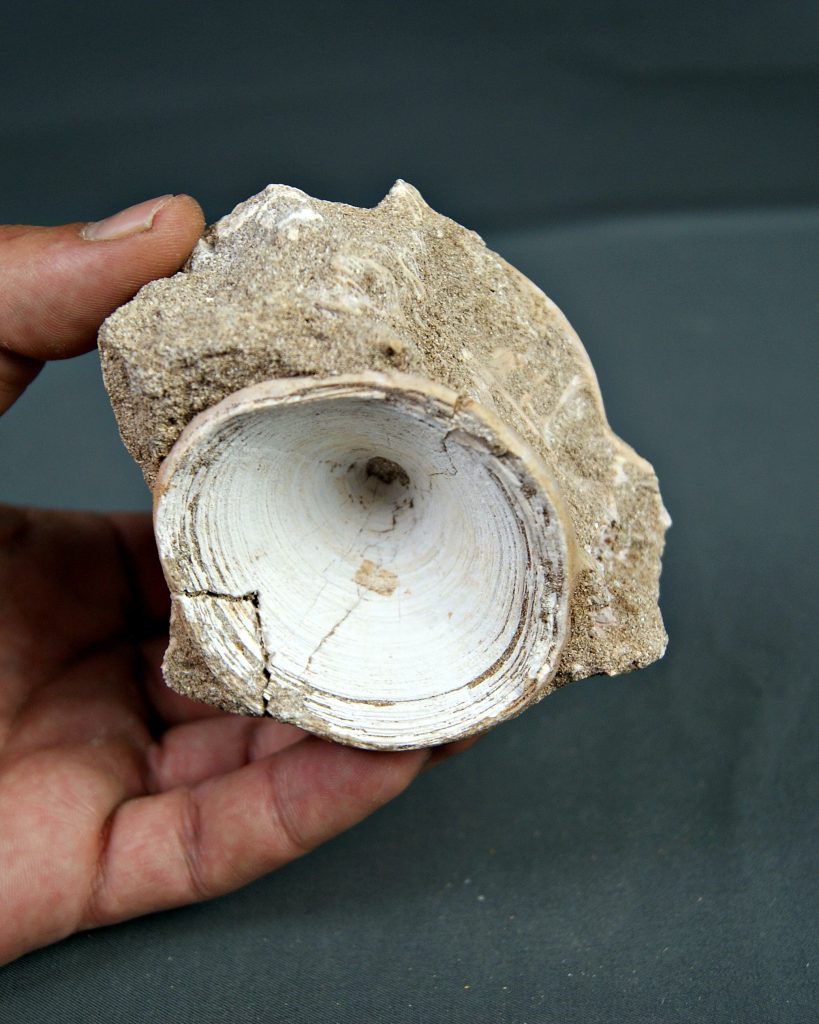 Vértebra de Enchodus libycus en matriz