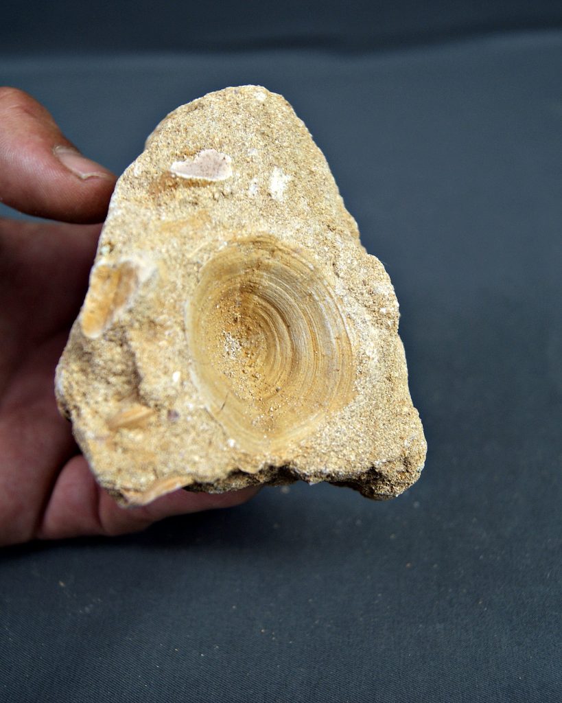Vértebra de Enchodus libycus