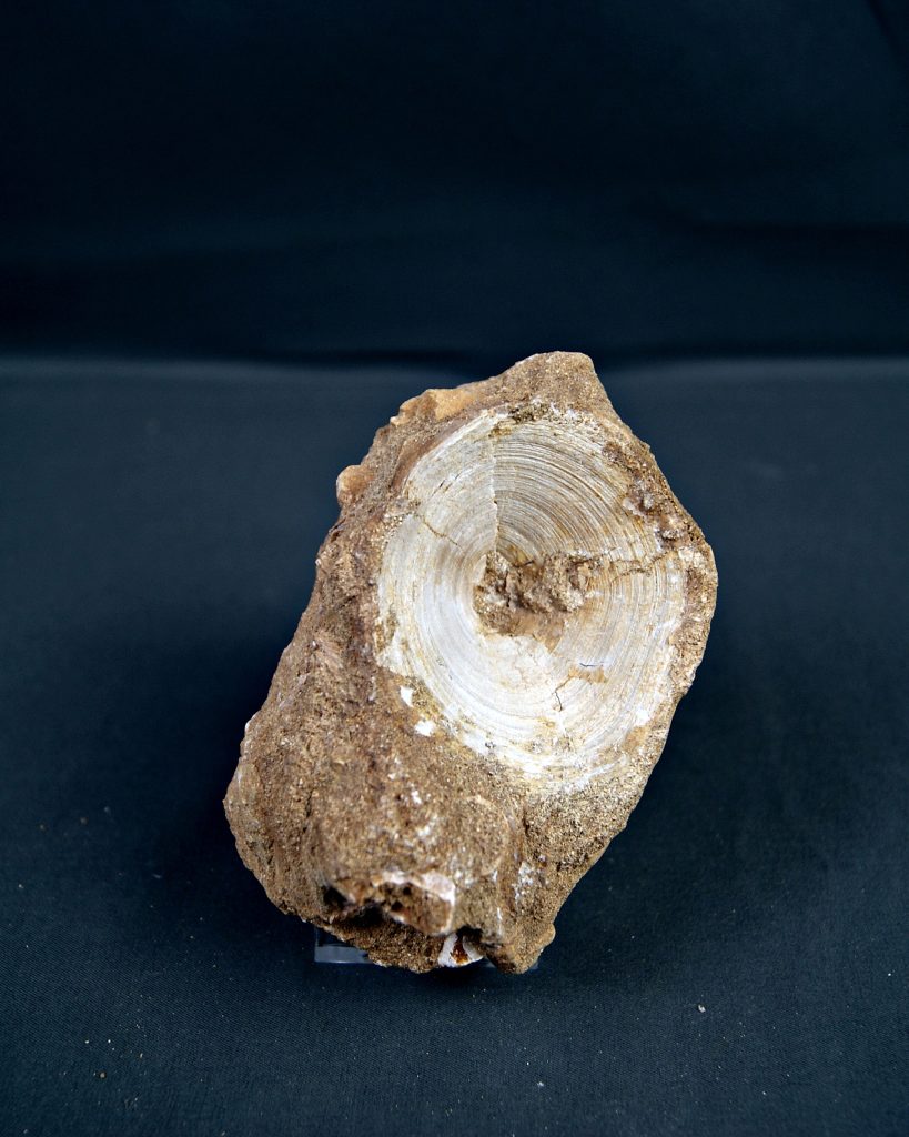Vértebra de Enchodus libycus