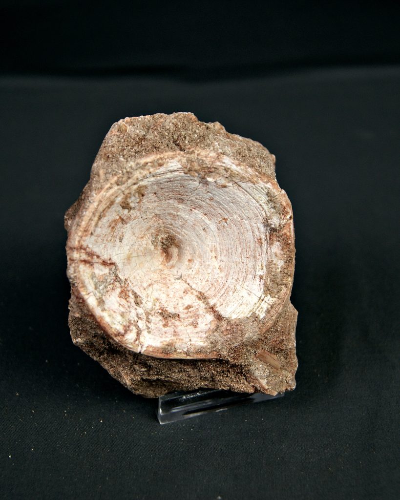 Vértebra de Enchodus libycus