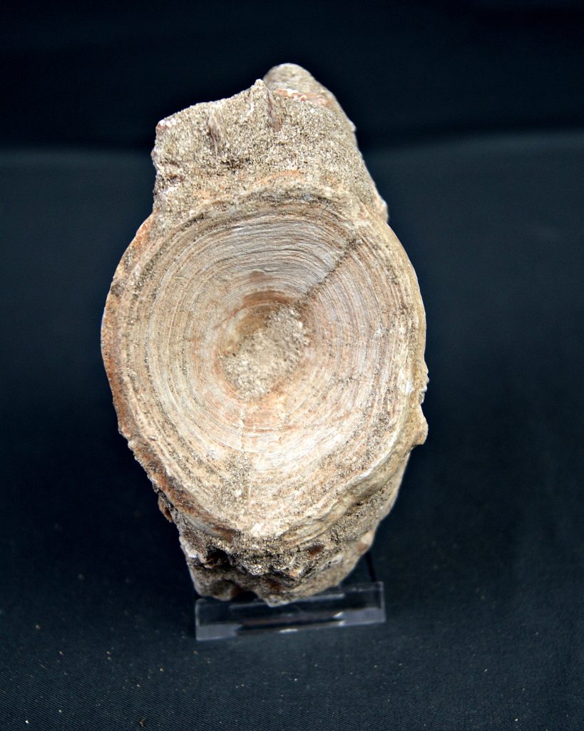 Vértebra de Enchodus libycus