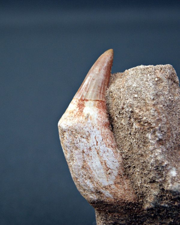 Gavialimimus almaghribensis
