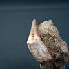 Gavialimimus almaghribensis