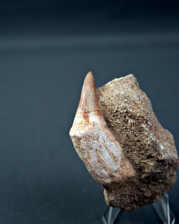 Gavialimimus almaghribensis
