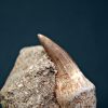 Gavialimimus almaghribensis