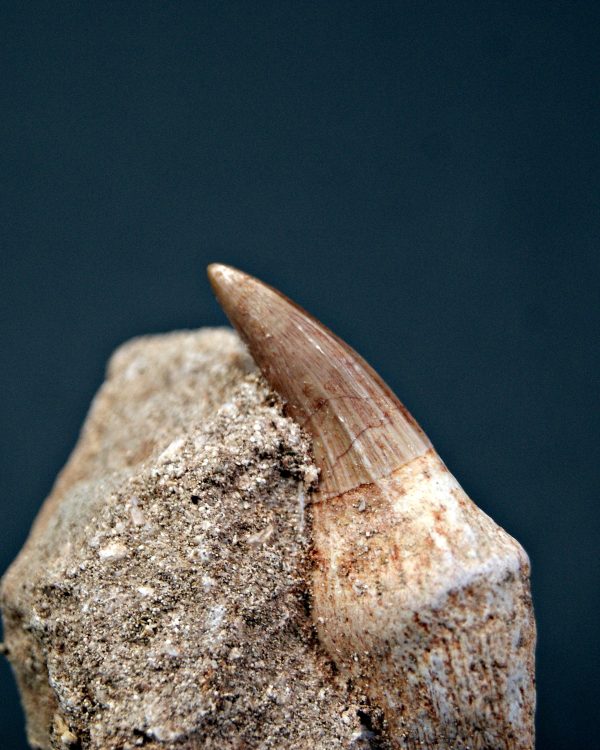 Gavialimimus almaghribensis