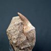 Gavialimimus almaghribensis