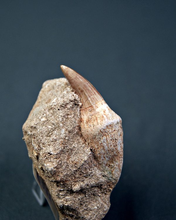 Gavialimimus almaghribensis