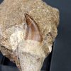 Halisaurus walkeri