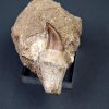 Halisaurus walkeri