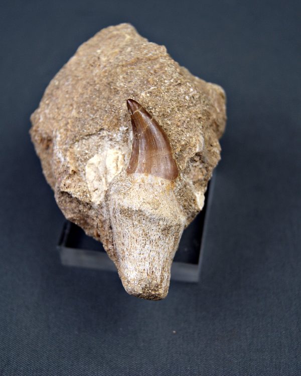 Halisaurus walkeri