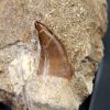 Halisaurus walkeri