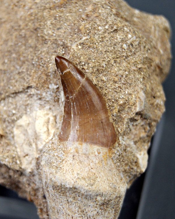 Halisaurus walkeri