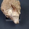 Halisaurus walkeri