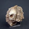 Halisaurus walkeri
