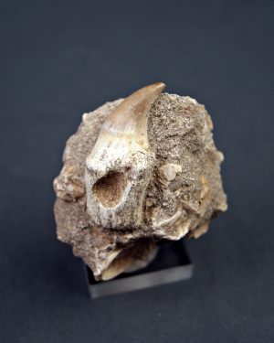 Halisaurus walkeri