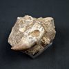 Halisaurus walkeri
