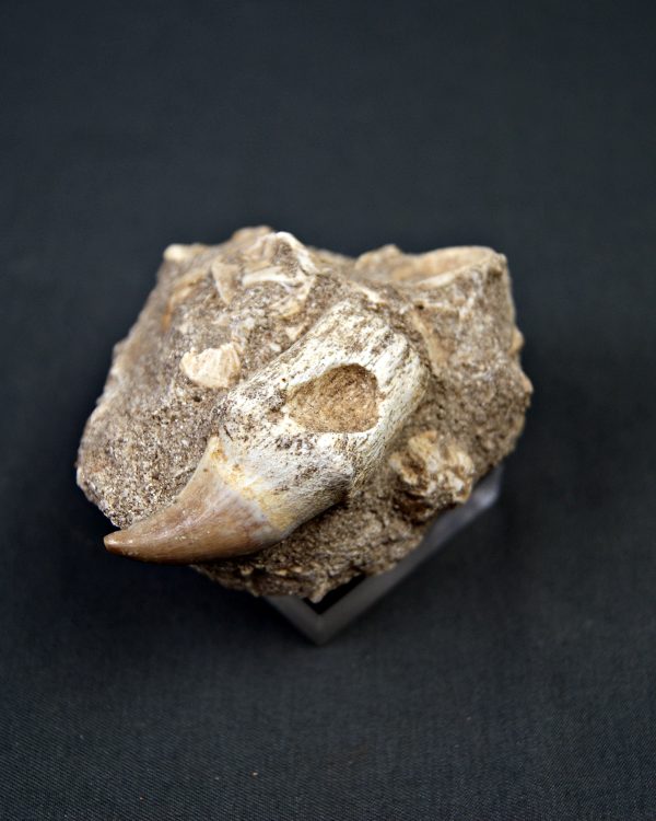 Halisaurus walkeri