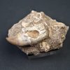 Halisaurus walkeri