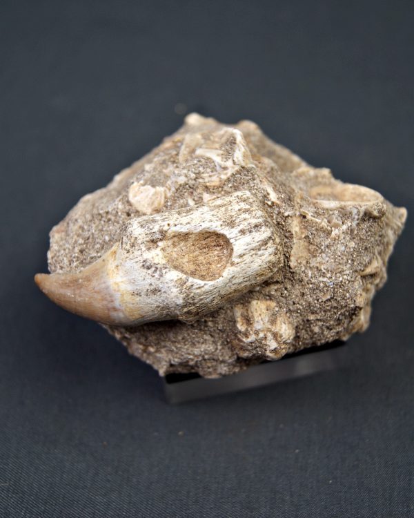Halisaurus walkeri
