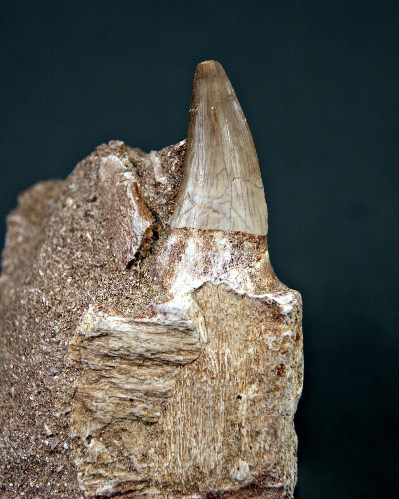 Mosasaurus con raíz en matriz