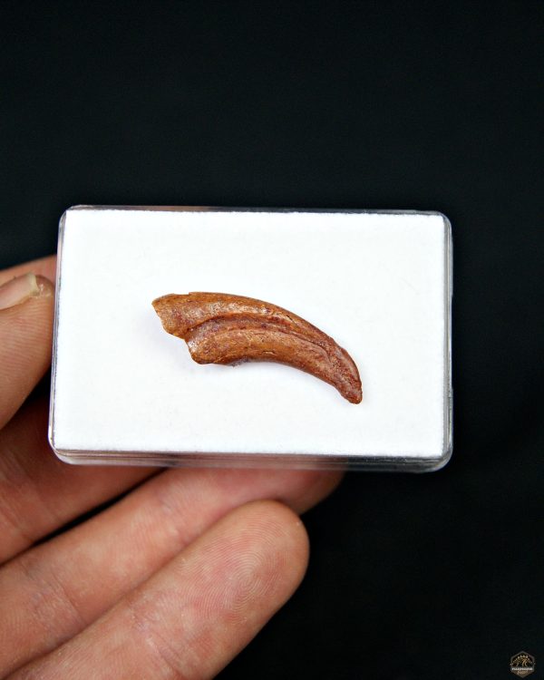 Garra de pterosaurio
