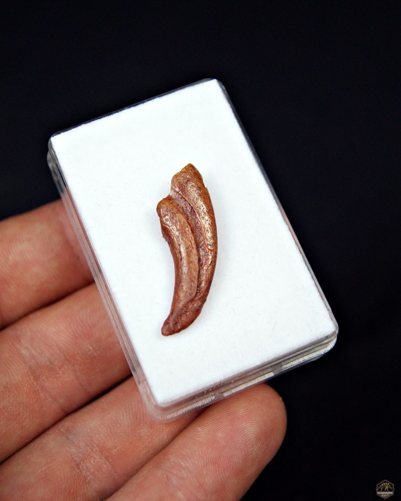 Garra de pterosaurio