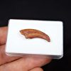 Garra de pterosaurio