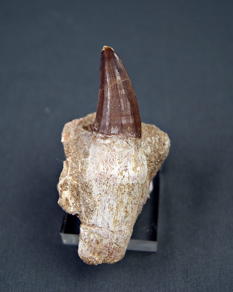 Mosasaurus hoffmannii Juvenil