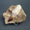 Prognathodon anceps