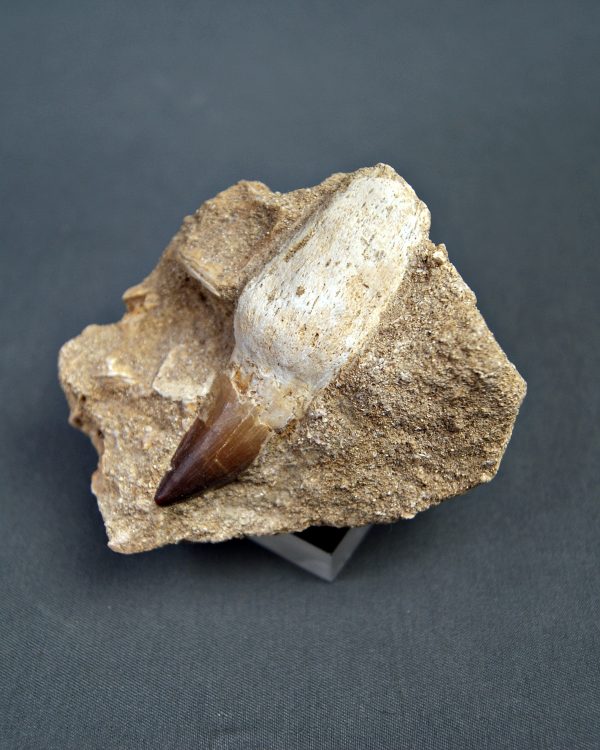 Prognathodon anceps