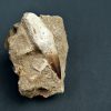 Prognathodon anceps