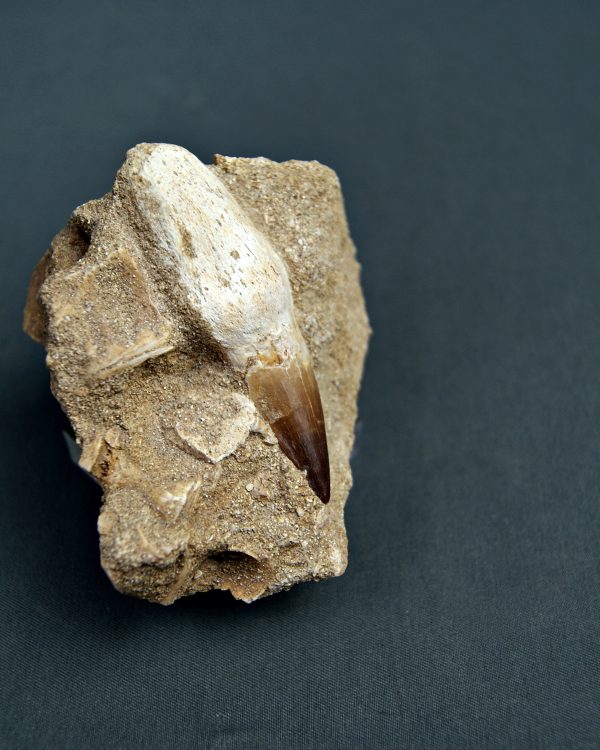 Prognathodon anceps