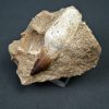 Prognathodon anceps