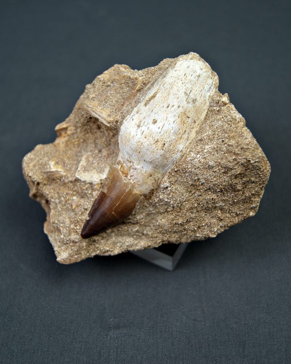 Prognathodon anceps
