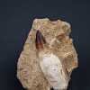 Prognathodon anceps