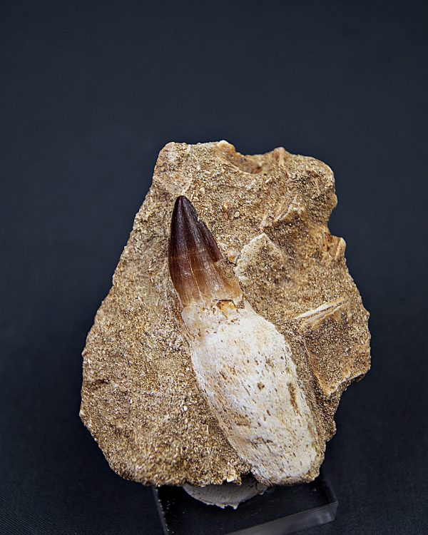 Prognathodon anceps