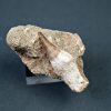 Halisaurus walkeri
